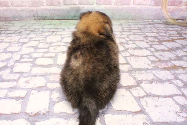 兵庫県のポメチワ/チワポメ/ポメチー(ポメラニアン×チワワ) (Coo&RIKU神戸三宮店/2025年9月6日生まれ/女の子/セーブル)の子犬の4枚目の画像