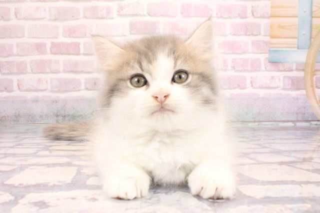 滋賀県のミヌエット (Coo&RIKU長浜店/2025年9月6日生まれ/男の子/ブルータビーホワイト)の子猫