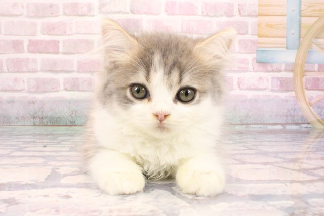 滋賀県のスコティッシュストレート (Coo&RIKU長浜店/2025年8月31日生まれ/男の子/ブルータビーホワイト)の子猫