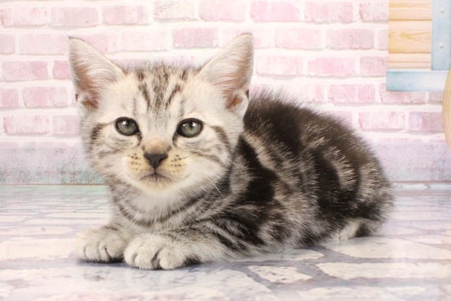 大阪府のアメリカンショートヘアー (Coo&RIKU茶屋町店/2025年9月7日生まれ/男の子/シルバータビー)の子猫の3枚目の画像