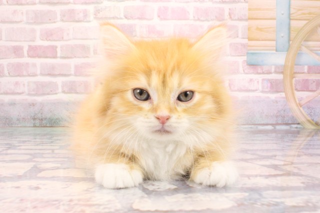 兵庫県のミヌエット (Coo&RIKU神戸三宮店/2025年8月24日生まれ/女の子/レッドタビーホワイト)の子猫の1枚目の画像