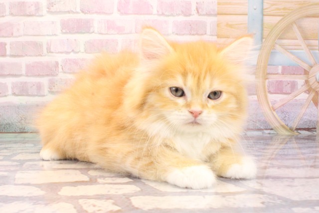 兵庫県のミヌエット (Coo&RIKU神戸三宮店/2025年8月24日生まれ/女の子/レッドタビーホワイト)の子猫の2枚目の画像