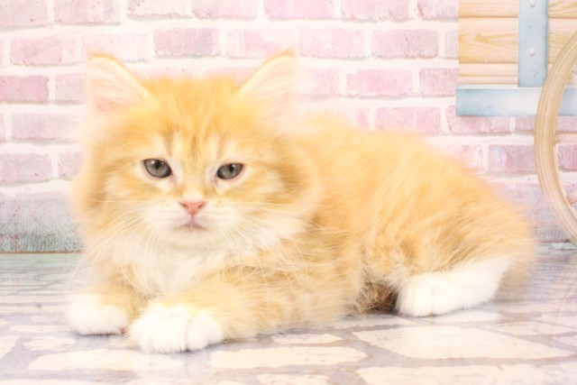 兵庫県のミヌエット (Coo&RIKU神戸三宮店/2025年8月24日生まれ/女の子/レッドタビーホワイト)の子猫の3枚目の画像