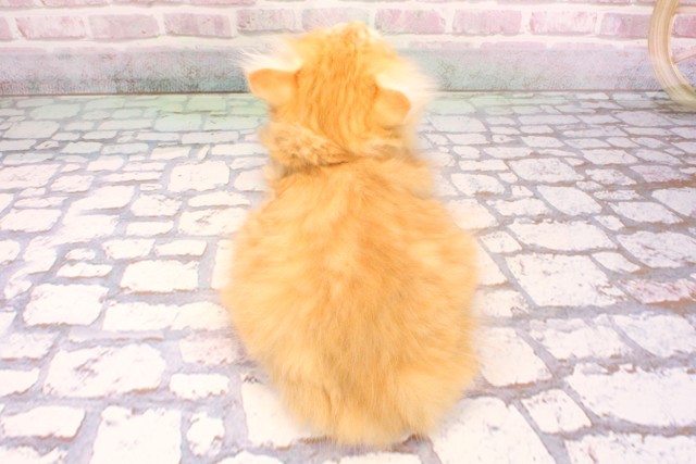 兵庫県のミヌエット (Coo&RIKU神戸三宮店/2025年8月24日生まれ/女の子/レッドタビーホワイト)の子猫の4枚目の画像