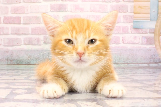 兵庫県のマンチカン (Coo&RIKU伊丹店/2025年9月5日生まれ/男の子/レッドタビーホワイト)の子猫の1枚目の画像