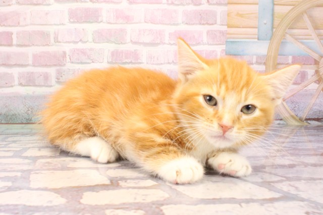 兵庫県のマンチカン (Coo&RIKU伊丹店/2025年9月5日生まれ/男の子/レッドタビーホワイト)の子猫の2枚目の画像