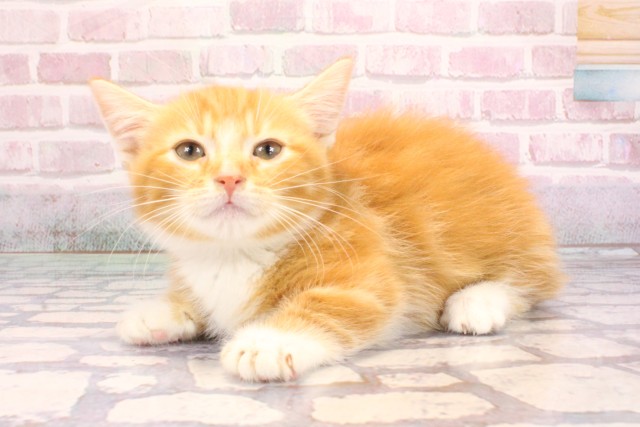 兵庫県のマンチカン (Coo&RIKU伊丹店/2025年9月5日生まれ/男の子/レッドタビーホワイト)の子猫の3枚目の画像