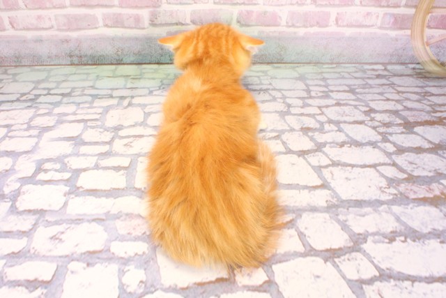 兵庫県のマンチカン (Coo&RIKU伊丹店/2025年9月5日生まれ/男の子/レッドタビーホワイト)の子猫の4枚目の画像