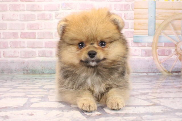 大阪府のポメラニアン (Coo&RIKU茶屋町店/2025年9月6日生まれ/女の子/オレンジセーブル)の子犬の1枚目の画像
