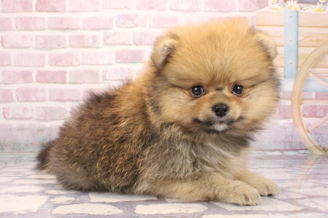 大阪府のポメラニアン (Coo&RIKU茶屋町店/2025年9月6日生まれ/女の子/オレンジセーブル)の子犬の2枚目の画像