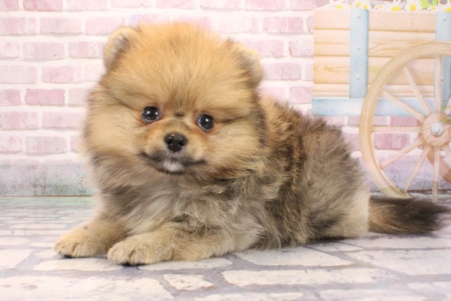 大阪府のポメラニアン (Coo&RIKU茶屋町店/2025年9月6日生まれ/女の子/オレンジセーブル)の子犬の3枚目の画像