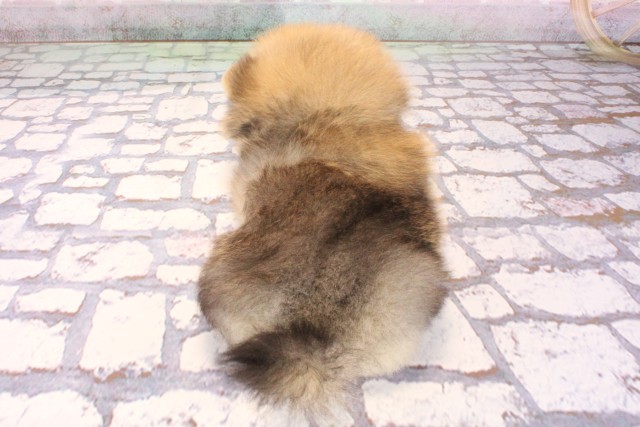 大阪府のポメラニアン (Coo&RIKU茶屋町店/2025年9月6日生まれ/女の子/オレンジセーブル)の子犬の4枚目の画像