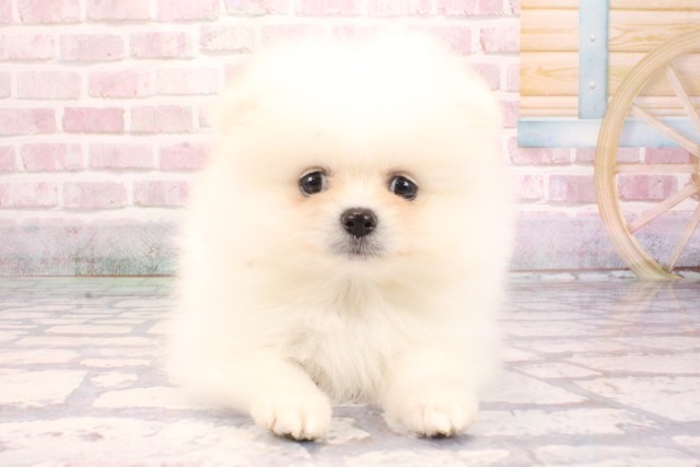 大阪府のポメラニアン (Coo&RIKU梅田店/2025年9月6日生まれ/男の子/ホワイト)の子犬の1枚目の画像
