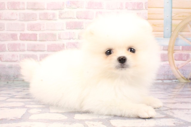 大阪府のポメラニアン (Coo&RIKU梅田店/2025年9月6日生まれ/男の子/ホワイト)の子犬の2枚目の画像