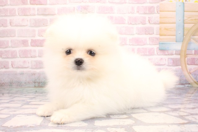 大阪府のポメラニアン (Coo&RIKU梅田店/2025年9月6日生まれ/男の子/ホワイト)の子犬の3枚目の画像