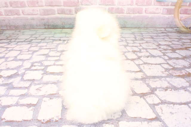 大阪府のポメラニアン (Coo&RIKU梅田店/2025年9月6日生まれ/男の子/ホワイト)の子犬の4枚目の画像