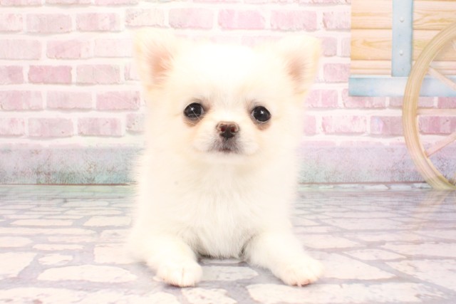 京都府のポメチワ/チワポメ/ポメチー(ポメラニアン×チワワ) (Coo&RIKU京都河原町店/2025年9月4日生まれ/女の子/クリーム)の子犬の1枚目の画像