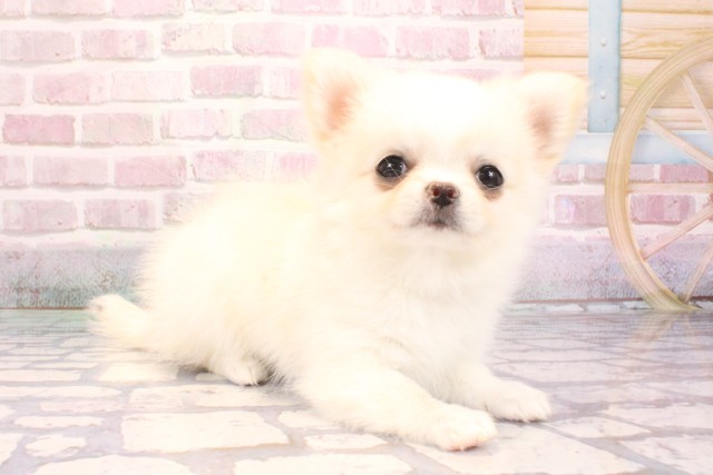 京都府のポメチワ/チワポメ/ポメチー(ポメラニアン×チワワ) (Coo&RIKU京都河原町店/2025年9月4日生まれ/女の子/クリーム)の子犬の2枚目の画像