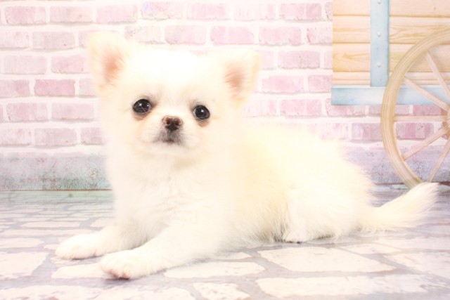 京都府のポメチワ/チワポメ/ポメチー(ポメラニアン×チワワ) (Coo&RIKU京都河原町店/2025年9月4日生まれ/女の子/クリーム)の子犬の3枚目の画像