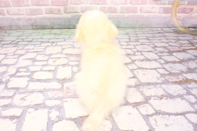 京都府のポメチワ/チワポメ/ポメチー(ポメラニアン×チワワ) (Coo&RIKU京都河原町店/2025年9月4日生まれ/女の子/クリーム)の子犬の4枚目の画像