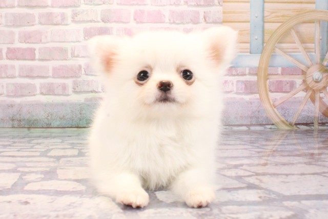大阪府のポメチワ/チワポメ/ポメチー(ポメラニアン×チワワ) (Coo&RIKU梅田店/2025年9月4日生まれ/女の子/クリーム)の子犬の1枚目の画像