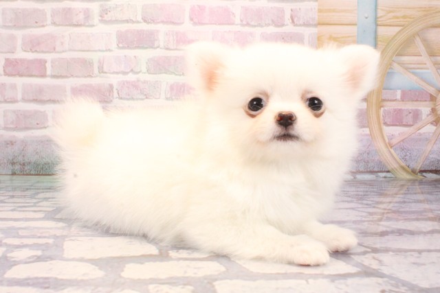 大阪府のポメチワ/チワポメ/ポメチー(ポメラニアン×チワワ) (Coo&RIKU梅田店/2025年9月4日生まれ/女の子/クリーム)の子犬の2枚目の画像