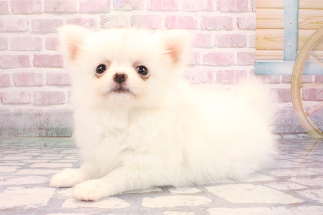 大阪府のポメチワ/チワポメ/ポメチー(ポメラニアン×チワワ) (Coo&RIKU梅田店/2025年9月4日生まれ/女の子/クリーム)の子犬の3枚目の画像