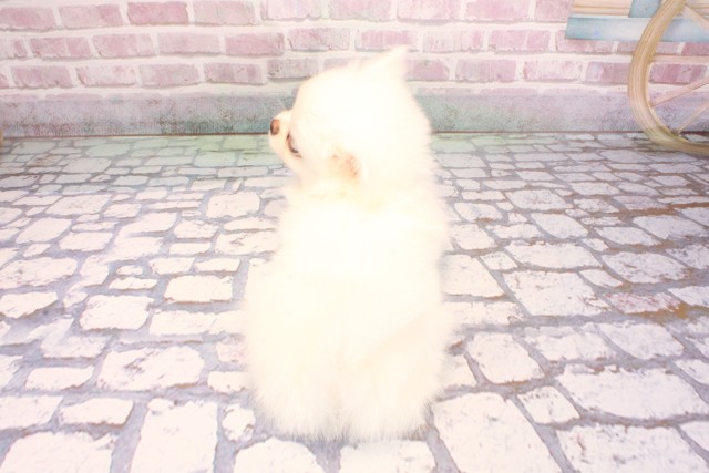 大阪府のポメチワ/チワポメ/ポメチー(ポメラニアン×チワワ) (Coo&RIKU梅田店/2025年9月4日生まれ/女の子/クリーム)の子犬の4枚目の画像