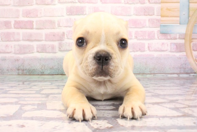 京都府のフレンチブルドッグ (Coo&RIKU京都河原町店/2025年9月6日生まれ/女の子/クリーム)の子犬の1枚目の画像