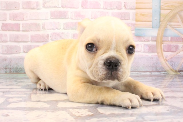 京都府のフレンチブルドッグ (Coo&RIKU京都河原町店/2025年9月6日生まれ/女の子/クリーム)の子犬の2枚目の画像