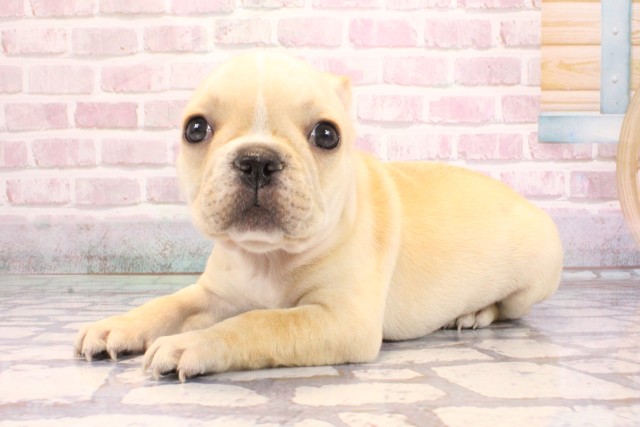 京都府のフレンチブルドッグ (Coo&RIKU京都河原町店/2025年9月6日生まれ/女の子/クリーム)の子犬の3枚目の画像