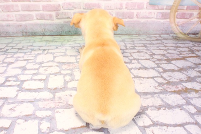 京都府のフレンチブルドッグ (Coo&RIKU京都河原町店/2025年9月6日生まれ/女の子/クリーム)の子犬の4枚目の画像