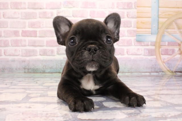 兵庫県のフレンチブルドッグ (Coo&RIKU神戸垂水店/2025年9月6日生まれ/男の子/ブリンドル)の子犬の1枚目の画像