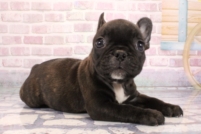 兵庫県のフレンチブルドッグ (Coo&RIKU神戸垂水店/2025年9月6日生まれ/男の子/ブリンドル)の子犬の2枚目の画像