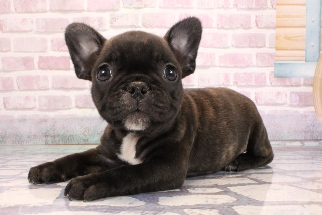兵庫県のフレンチブルドッグ (Coo&RIKU神戸垂水店/2025年9月6日生まれ/男の子/ブリンドル)の子犬の3枚目の画像