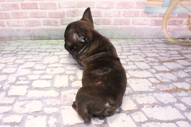 兵庫県のフレンチブルドッグ (Coo&RIKU神戸垂水店/2025年9月6日生まれ/男の子/ブリンドル)の子犬の4枚目の画像