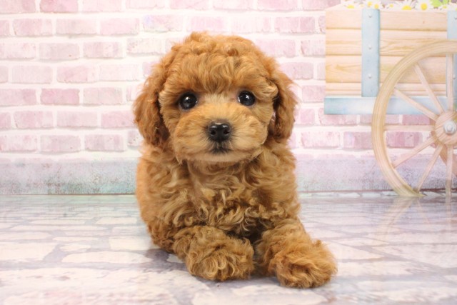 大阪府のトイプードル(トイ) (Coo&RIKU心斎橋店/2025年9月6日生まれ/女の子/アプリコット)の子犬の1枚目の画像