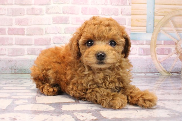 大阪府のトイプードル(トイ) (Coo&RIKU心斎橋店/2025年9月6日生まれ/女の子/アプリコット)の子犬の2枚目の画像