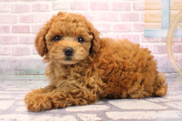 大阪府のトイプードル(トイ) (Coo&RIKU心斎橋店/2025年9月6日生まれ/女の子/アプリコット)の子犬の3枚目の画像