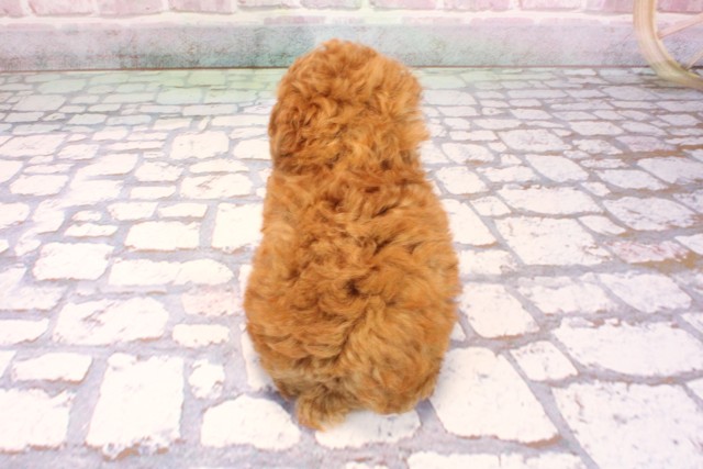 大阪府のトイプードル(トイ) (Coo&RIKU心斎橋店/2025年9月6日生まれ/女の子/アプリコット)の子犬の4枚目の画像