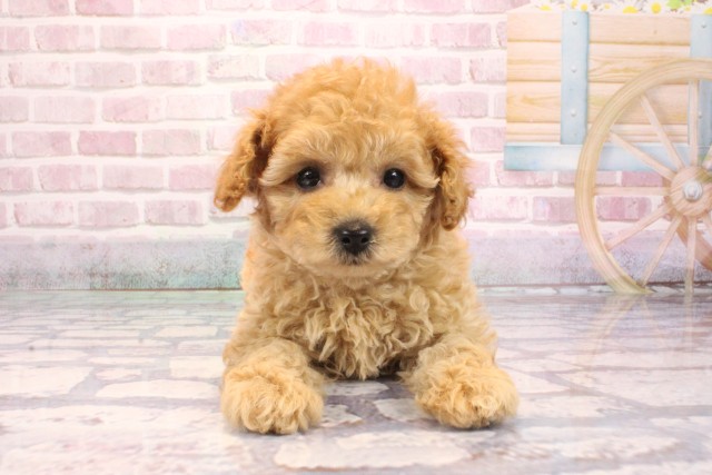 兵庫県のトイプードル(トイ) (Coo&RIKU神戸東灘店/2025年9月6日生まれ/男の子/アプリコット)の子犬の1枚目の画像