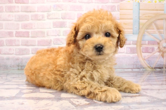 兵庫県のトイプードル(トイ) (Coo&RIKU神戸東灘店/2025年9月6日生まれ/男の子/アプリコット)の子犬の2枚目の画像