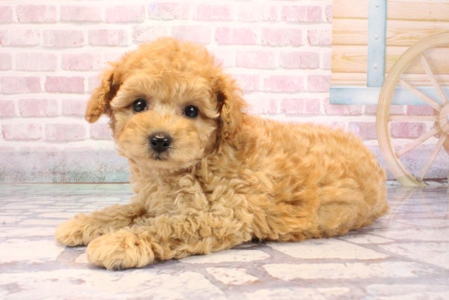 兵庫県のトイプードル(トイ) (Coo&RIKU神戸東灘店/2025年9月6日生まれ/男の子/アプリコット)の子犬の3枚目の画像