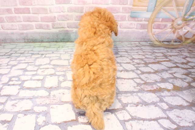 兵庫県のトイプードル(トイ) (Coo&RIKU神戸東灘店/2025年9月6日生まれ/男の子/アプリコット)の子犬の4枚目の画像