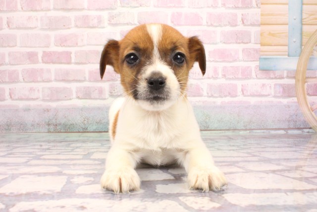 大阪府のジャックラッセルテリア (Coo&RIKU天王寺店/2025年9月5日生まれ/男の子/ホワイトタン)の子犬の1枚目の画像