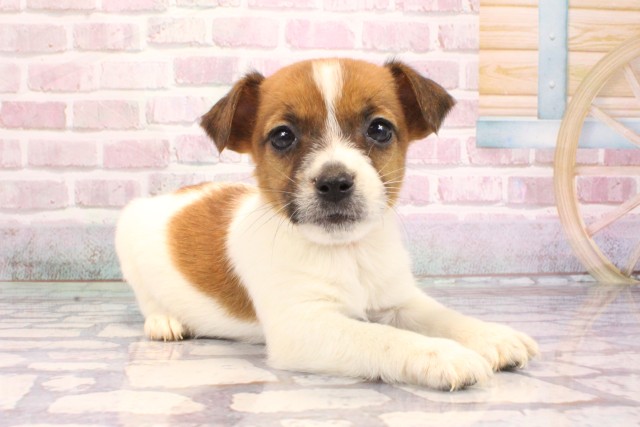 大阪府のジャックラッセルテリア (Coo&RIKU天王寺店/2025年9月5日生まれ/男の子/ホワイトタン)の子犬の2枚目の画像