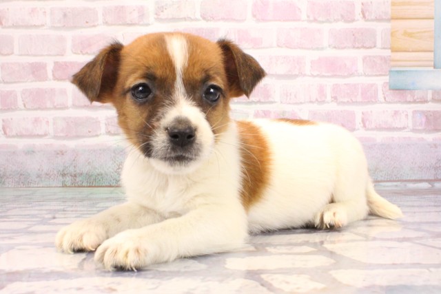 大阪府のジャックラッセルテリア (Coo&RIKU天王寺店/2025年9月5日生まれ/男の子/ホワイトタン)の子犬の3枚目の画像