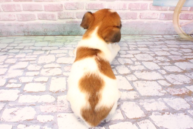 大阪府のジャックラッセルテリア (Coo&RIKU天王寺店/2025年9月5日生まれ/男の子/ホワイトタン)の子犬の4枚目の画像