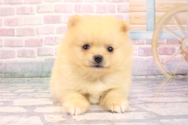 京都府のポメラニアン (Coo&RIKU京都河原町店/2025年9月6日生まれ/男の子/クリーム)の子犬の1枚目の画像