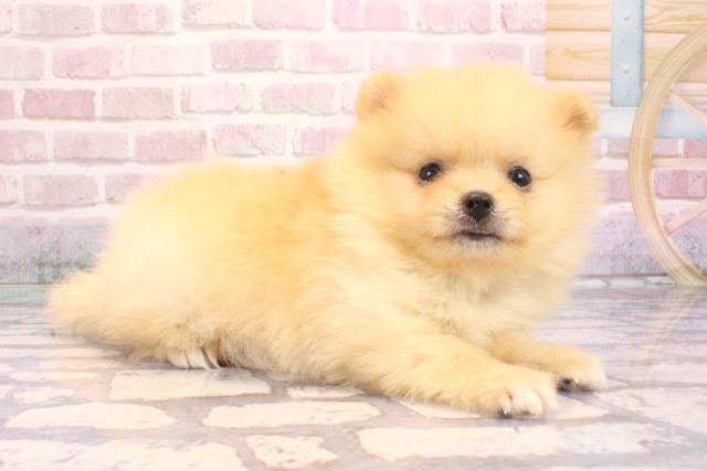 京都府のポメラニアン (Coo&RIKU京都河原町店/2025年9月6日生まれ/男の子/クリーム)の子犬の2枚目の画像